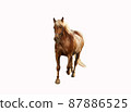 Fat brown horse with a light mane trots 87886525