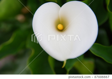 海芋 87886667