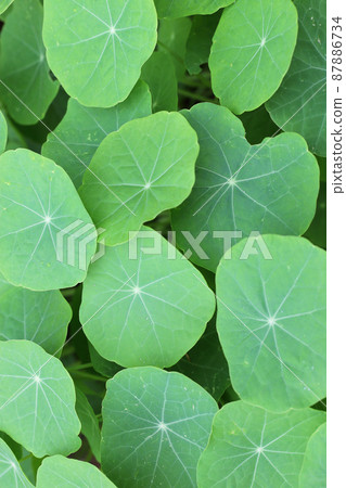 金蓮花葉子和水滴 87886734