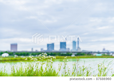 "Saitama Prefecture" Saitama City, Minuma rice field scenery in spring 87886960