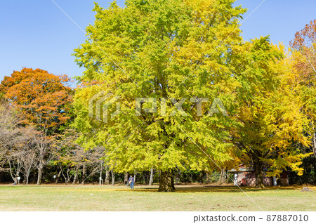 [日本] 東京小金井公園的黃色銀杏樹 87887010