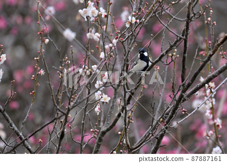 Great tit perching on a plum tree Great tit perching on a plum tree 87887161