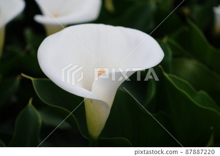 海芋 海芋 87887220
