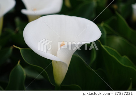 海芋 87887221