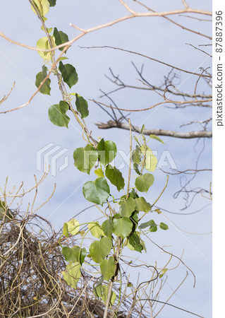 Kijoran leaf 87887396
