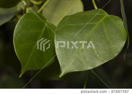 Kijoran leaf Kijoran leaf 87887397