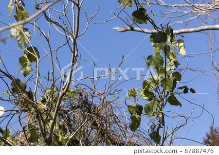 奇喬蘭葉 87887476