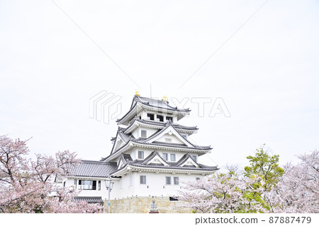 Cumin of Igumata and cherry blossoms Cumin of Igumata and cherry blossoms 87887479