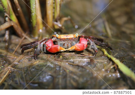 紅爪蟹沼澤 87887501