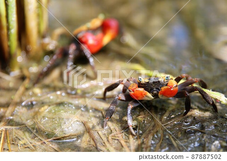 紅爪蟹沼澤 87887502