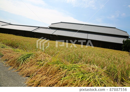 Rice reaping Rice reaping 87887556