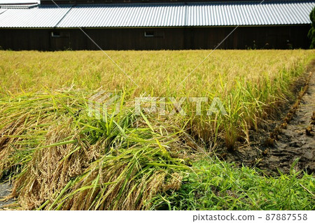 Rice reaping Rice reaping 87887558