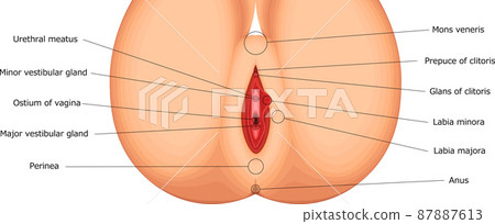 Female genitals, female external genitals, structural illustrations, English 87887613