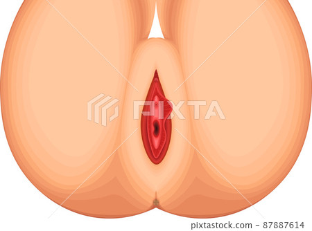 女性生殖器，女性外生殖器，僅結構圖 87887614