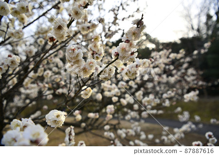 Plum blossom  87887616