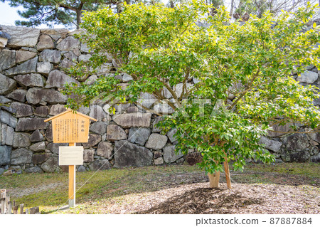 [Aichi Prefecture] Nagoya Castle 87887884