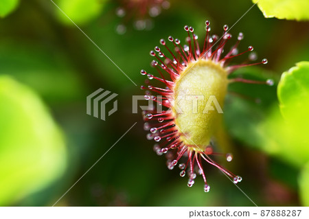 威爾士洋蔥 87888287