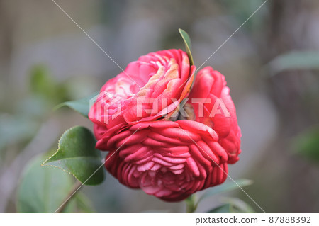 a red of flower Camellia Debutante japonica a red of flower Camellia Debutante japonica 87888392