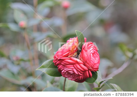 a red of flower Camellia Debutante japonica a red of flower Camellia Debutante japonica 87888394