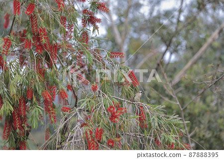 a bird eating from the flower of a Callistemon citrinus. 87888395