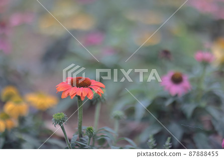 a Dasiy flowers in a garden, hong kong 87888455