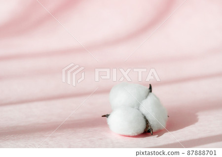 Cosmetic pink background for product presentation with cotton flower, shadows and light from windows. Mockup scene, natural organic cosmetic concept. . Cosmetic pink background for product presentation with cotton flower, shadows and light from windows. Mockup scene, natural organic cosmetic concept. . 87888701