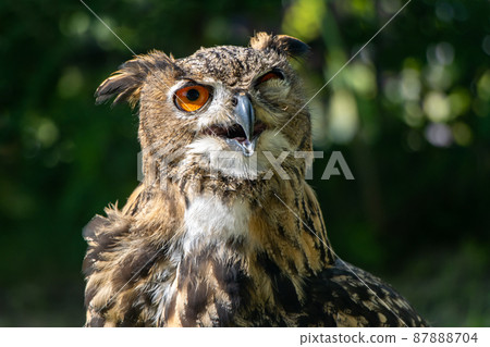 The blinking eagle-owl (Bubo bubo) look to camera The blinking eagle-owl (Bubo bubo) look to camera 87888704