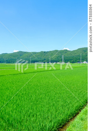 夏季農村風光 夏季農村風光 87888864