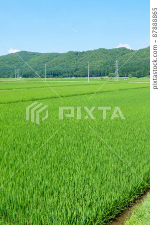 夏季農村風光 87888865