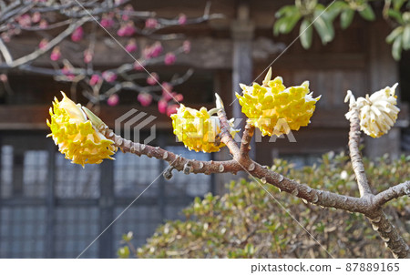 春天開花的黃色球狀花百里香科mitsumata 春天開花的黃色球狀花百里香科mitsumata 87889165