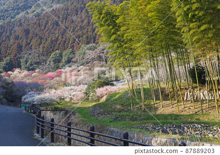 Mitake Umebayashi and Bamboo Forest in the mountains, a famous place for plum blossoms in Kokuraminami-ku, Kitakyushu Mitake Umebayashi and Bamboo Forest in the mountains, a famous place for plum blossoms in Kokuraminami-ku, Kitakyushu 87889203
