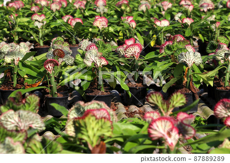 euphorbia lactea cristata in garden euphorbia lactea cristata in garden 87889289