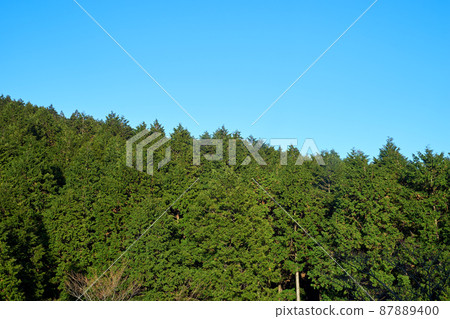 Coniferous forests, forests, clusters, fine weather, landscapes 87889400