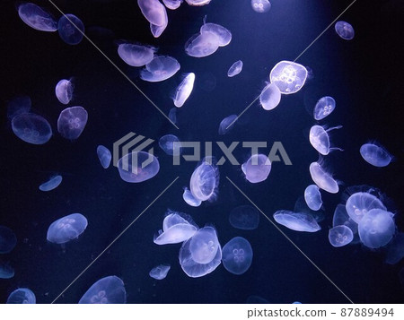 "Kaitsuki Space" at the floating jellyfish Sunshine Aquarium 87889494