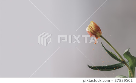 Spring flower of red-yellow tulip with paint jets, brightness 87889501