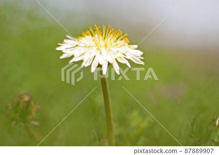 Meadow with dandelion blooming Meadow with dandelion blooming 87889907
