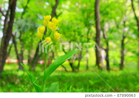 有金蘭黃色花朵的森林 87890063