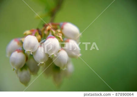 藍莓白花 87890064