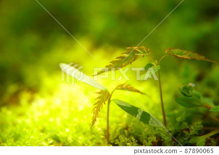 從楓樹種子發芽 87890065