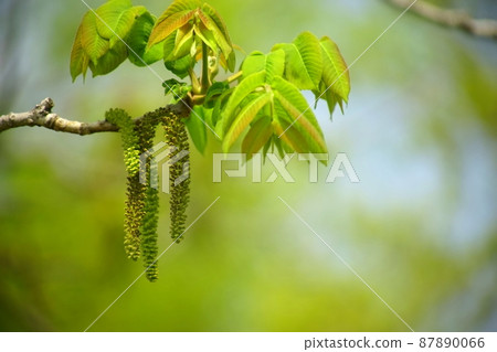 Onigurumi男性花 87890066