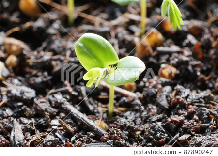 Mimosa pudica ② 87890247