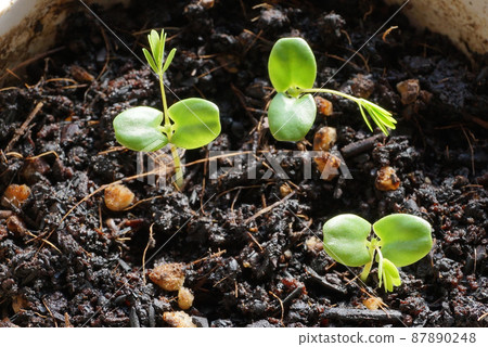 Mimosa pudica ③ 87890248