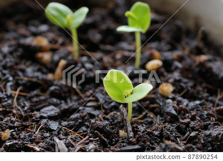 Mimosa pudica ⑧ Mimosa pudica ⑧ 87890254