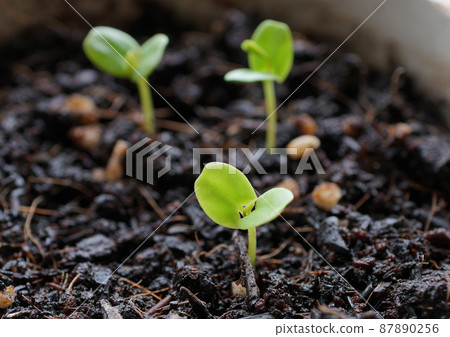 含羞草⑨ 含羞草⑨ 87890256