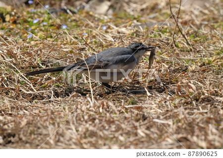 生物，野鳥，黑背鶺鴒，吃魚。我靈巧地捕捉並吃掉湧向淺灘的motsugo① 87890625