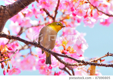 Mejiro and Kawazu cherry tree 87890805