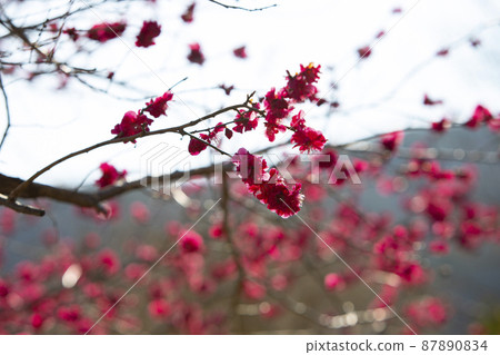 Blooming plum blossoms 87890834