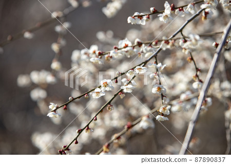 盛開的梅花 盛開的梅花 87890837