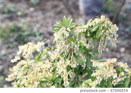 Japanese andromeda flower in full bloom Japanese andromeda flower in full bloom 87890859