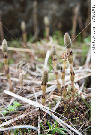 在春天稻田自然生長的馬尾 87891015